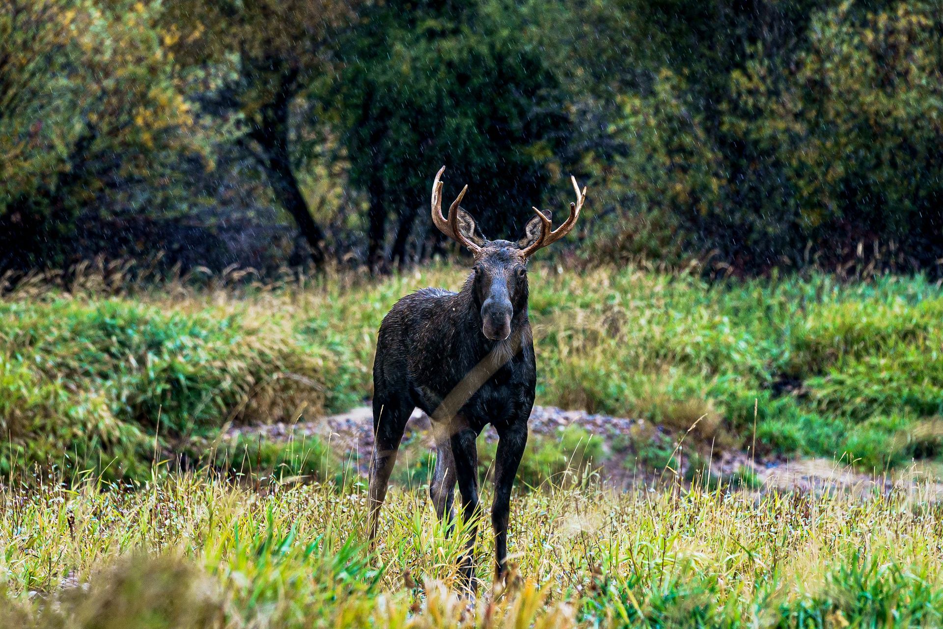 A moose is standing in a grassy field looking at the camera.