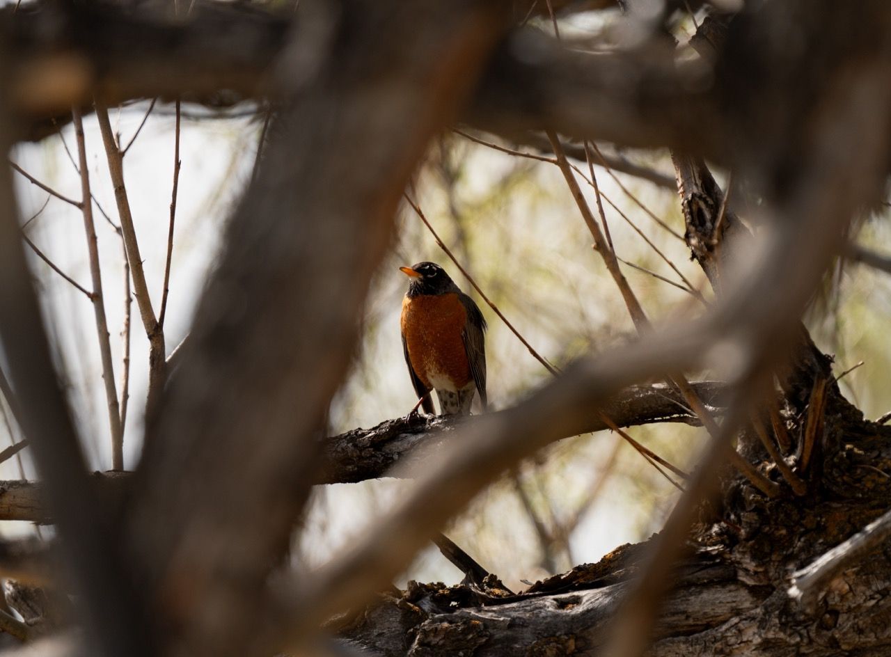 A bird is perched on a tree branch.