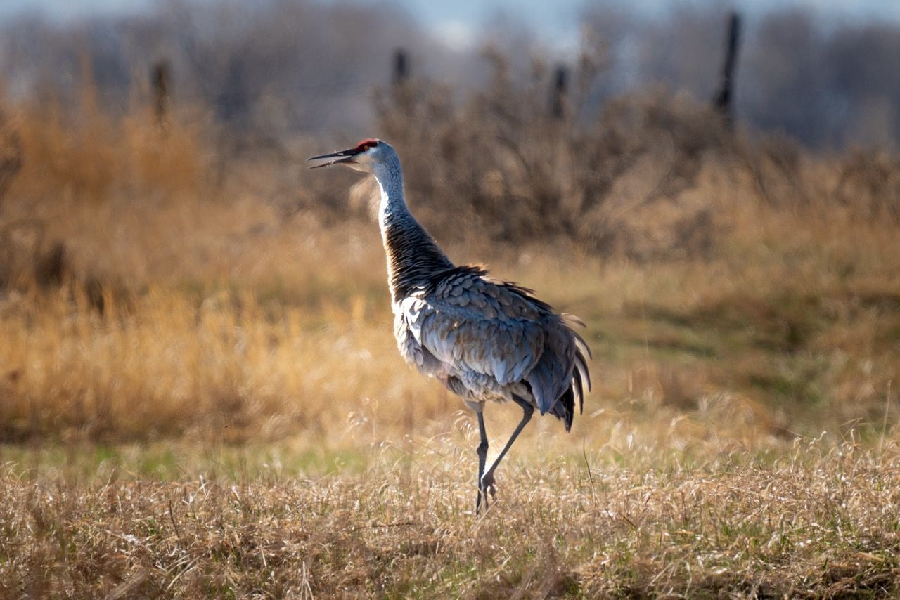 A bird is standing in a field of tall grass.
