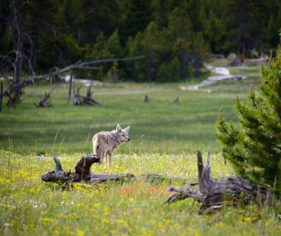 A coyote is standing on a log in a field of flowers.