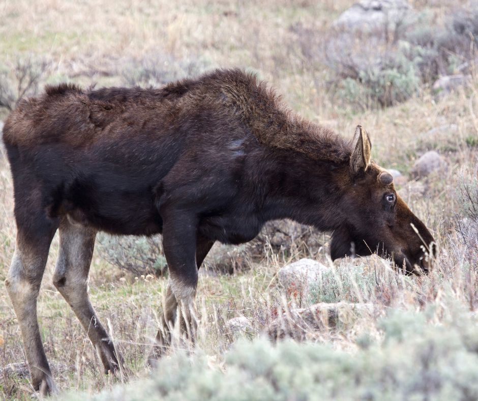 A moose is eating grass in a field.