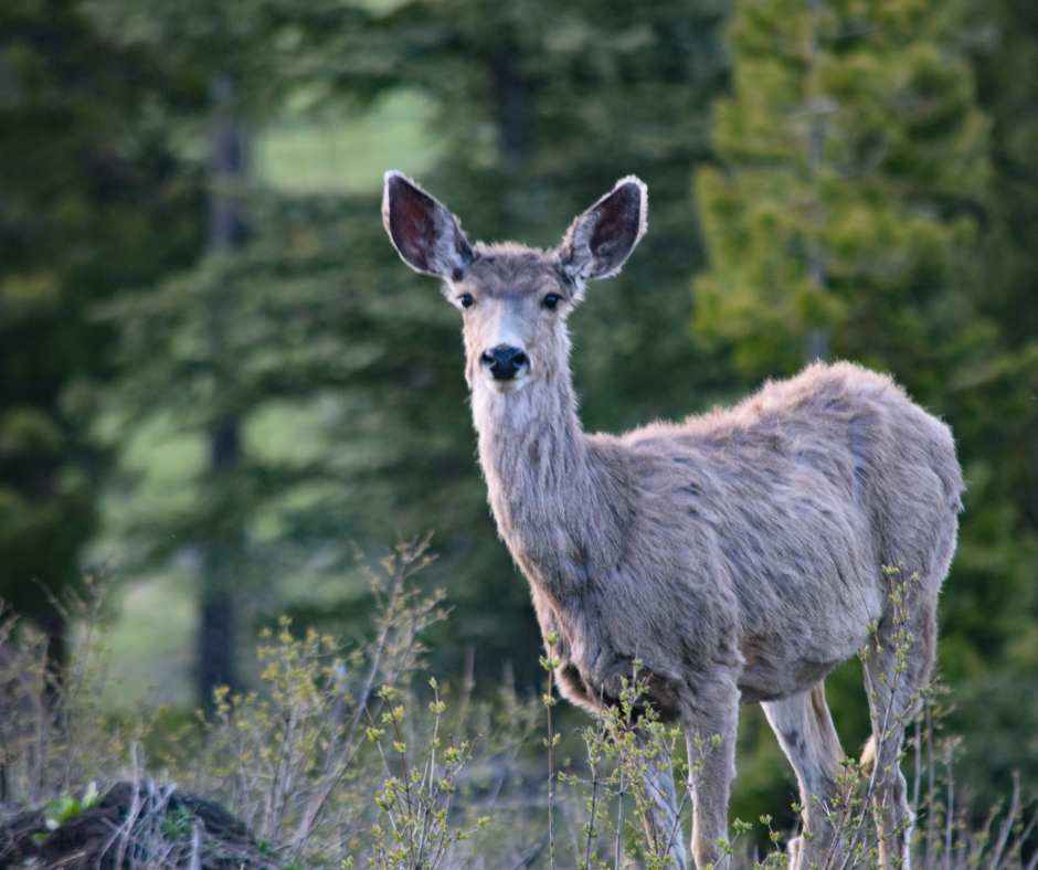 A deer is standing in a field looking at the camera.