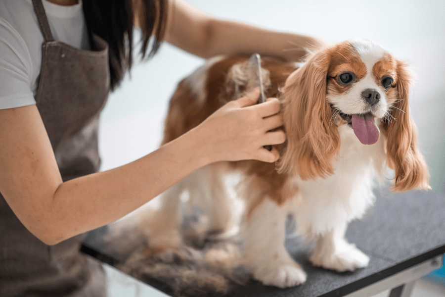 Salon and Grooming — Long Island, NY — Earth Dog Inc.