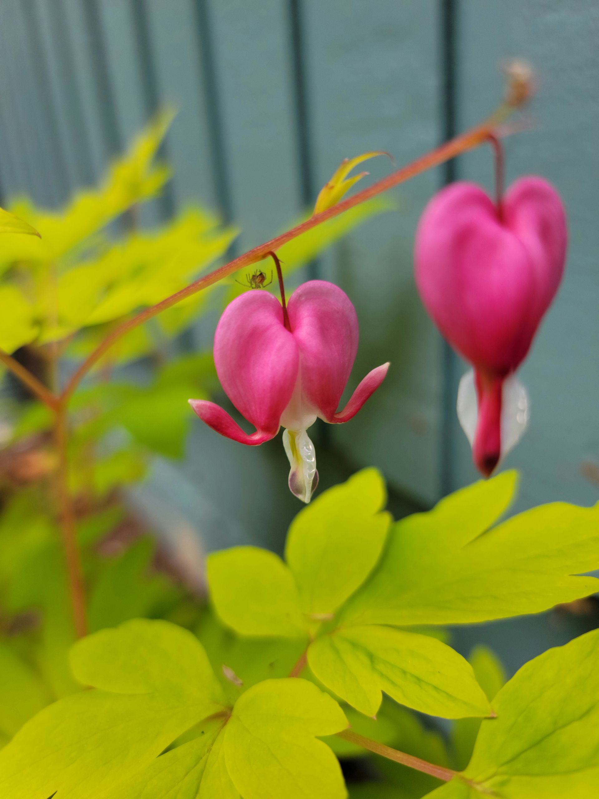 One of our favorite plants, Dicentra