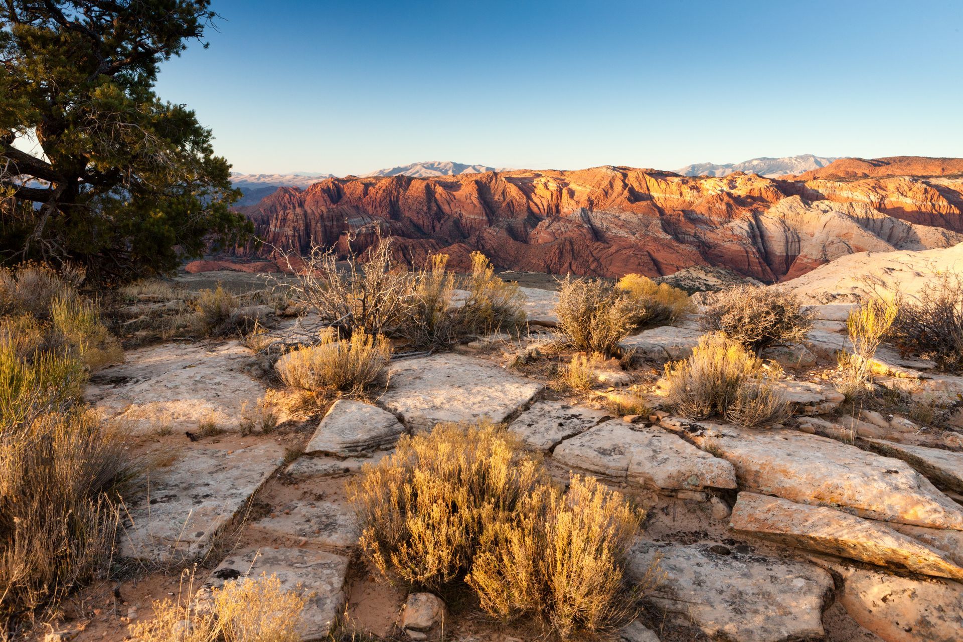Sunlit desert canyon with rocky foreground, sparse shrubs, and layered red cliffs in the distance