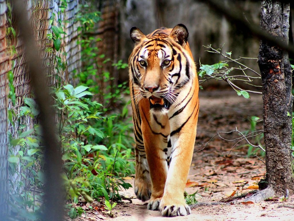 Private day tour to Phnom Tamao Wildlife Center and Buddha Kiri, featuring rescued animals and scenic temple views in Cambodia.
