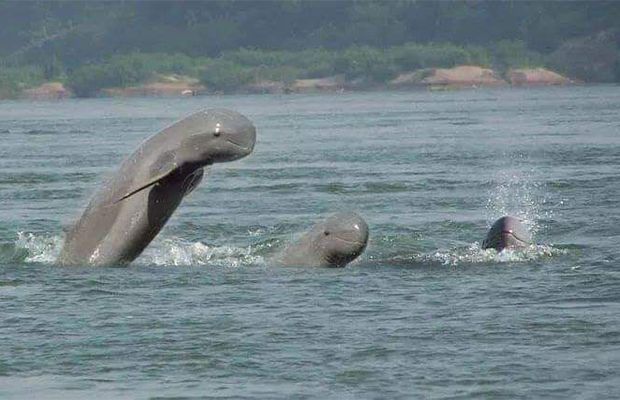 Cambodia and Mekong River 8 Days Tour from Siem Reap to Kratie and Phnom Penh