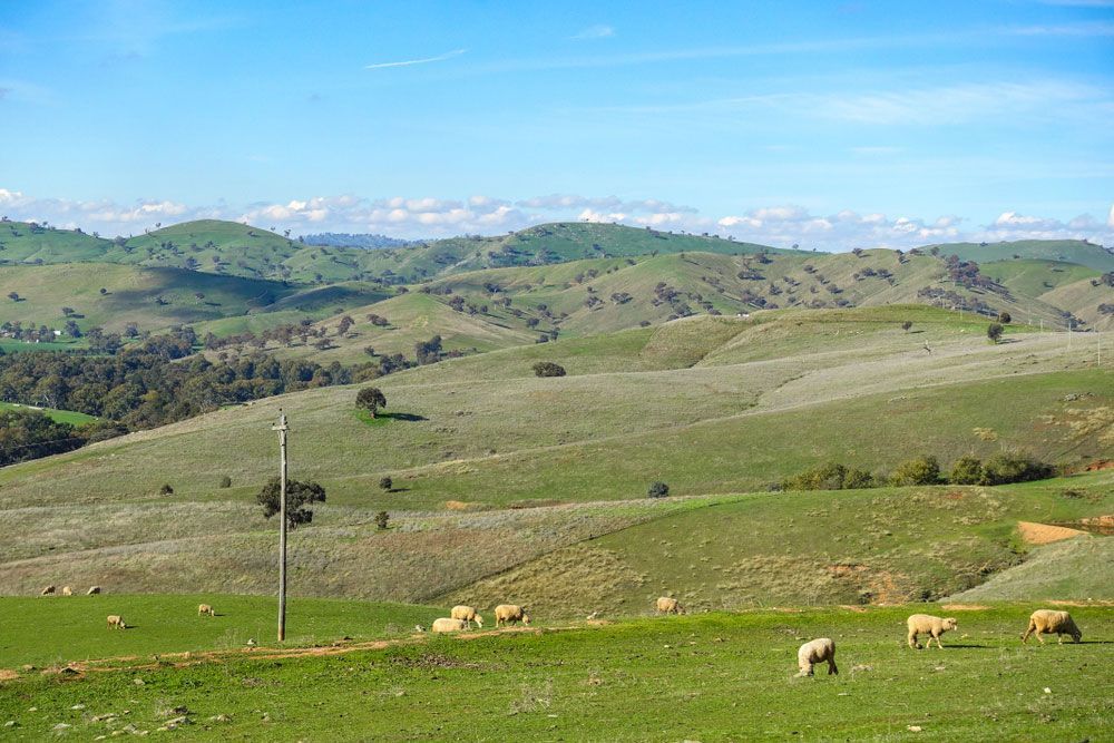 Typical Australian Rural Landscape - Sheep Grazing On Green Field With Mountains In Distance From Gundagai