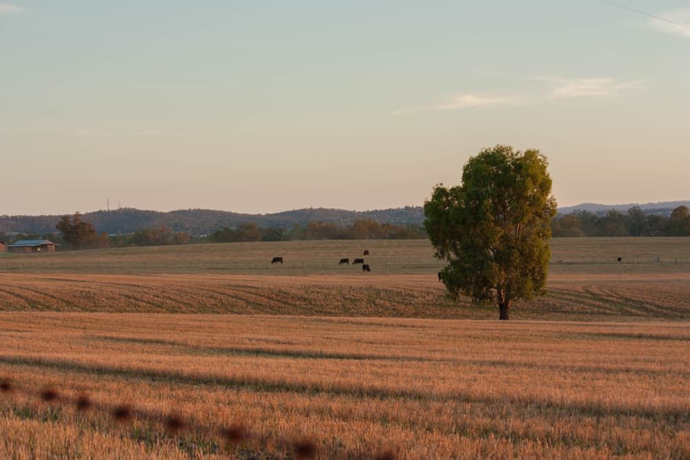 Fields in Wagga Wagga — Professional Pool Builder in Wagga Wagga, NSW