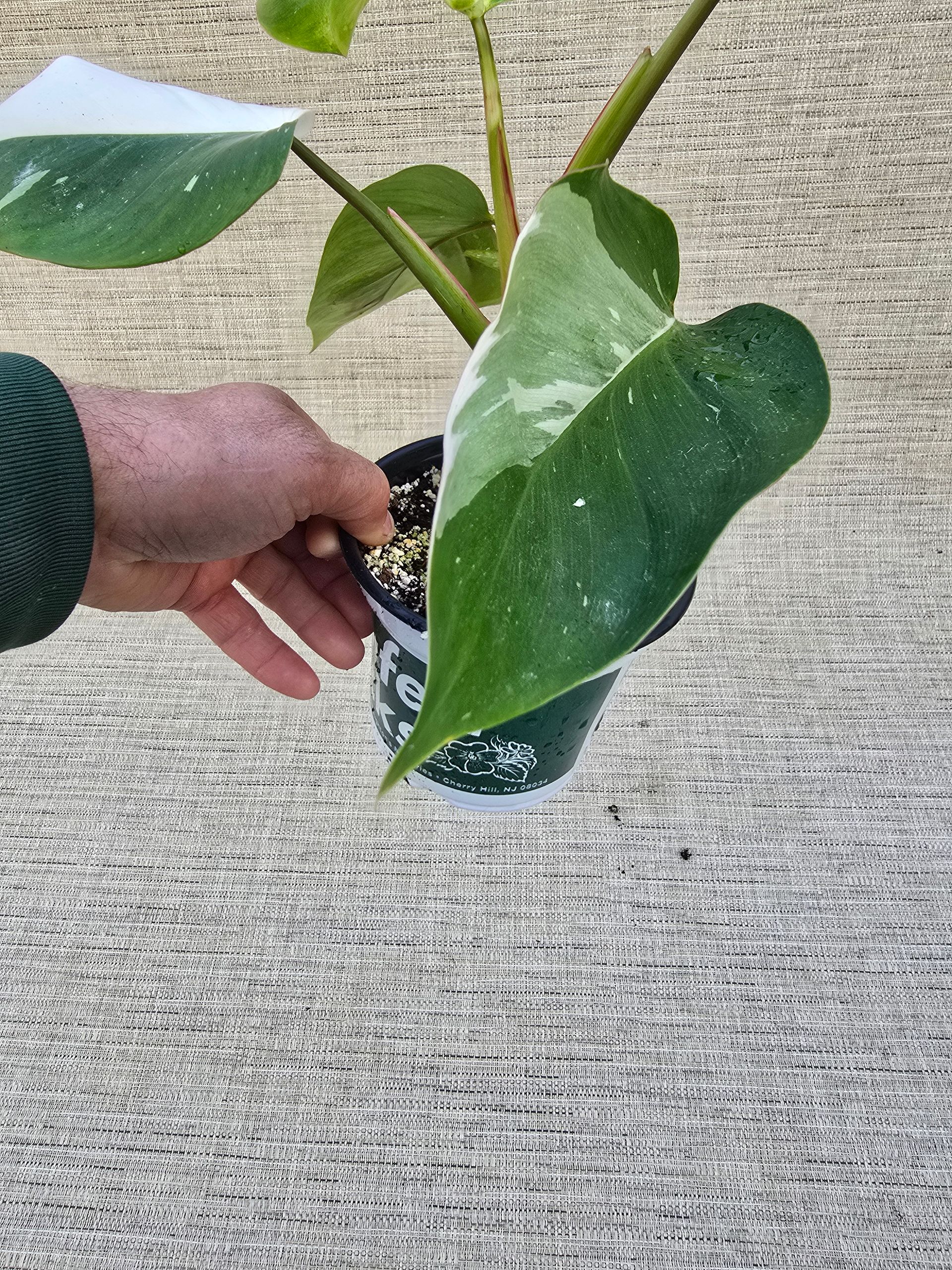 plant solomon's seal 15 Variegated SOLOMONS SEAL Polygonatum Biflorum Canaliculatum Flower   Seedville USA