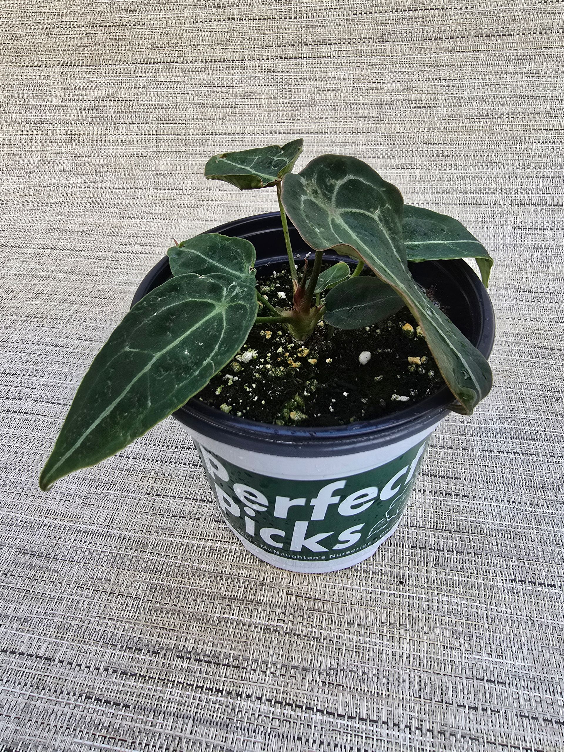 anthurium velvet mask Anthurium Velvet Mask (Forgetii x Papililaminum) – Plantamani Plants main image 0