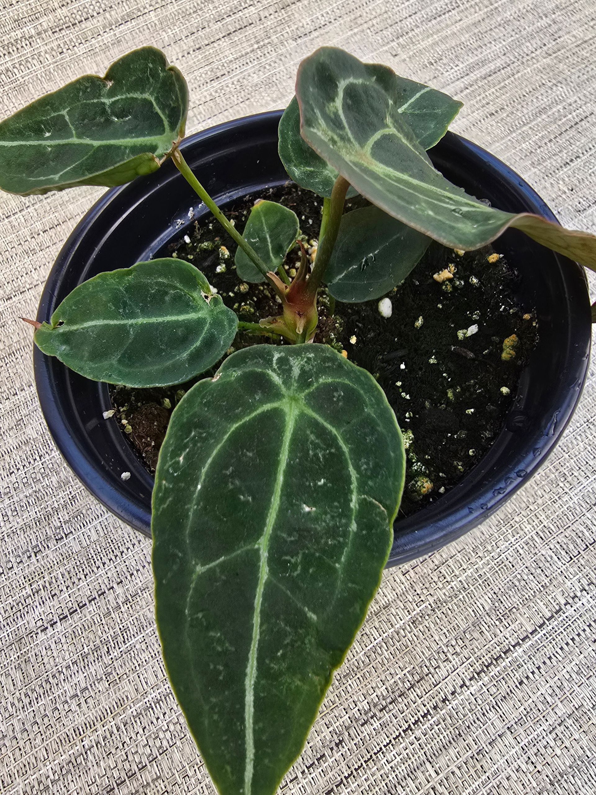anthurium queen of hearts Anthurium Queen Of Hearts  Plant Studio