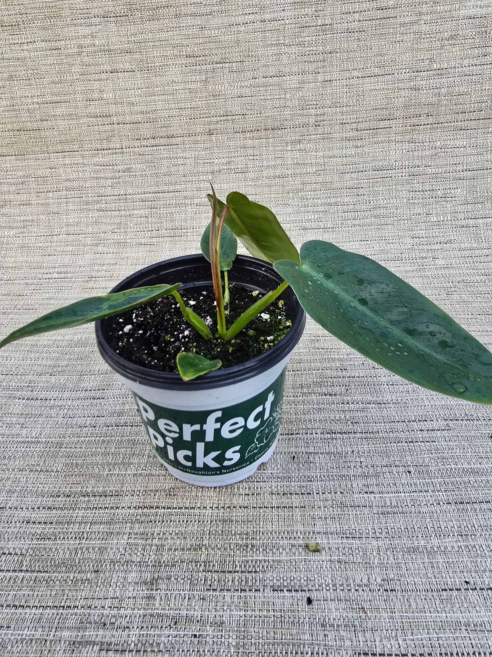 Philodendron Spiritus Sancti- RARE AROID