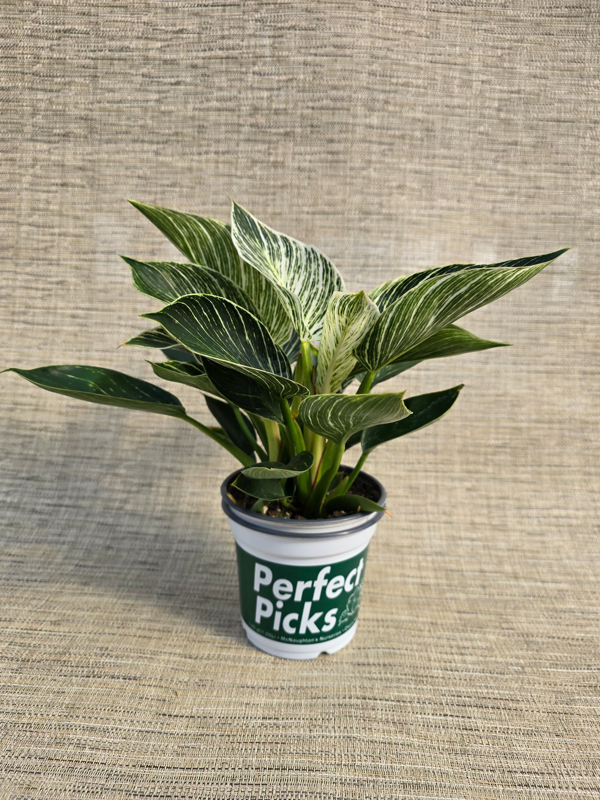A small potted plant is sitting on a table.