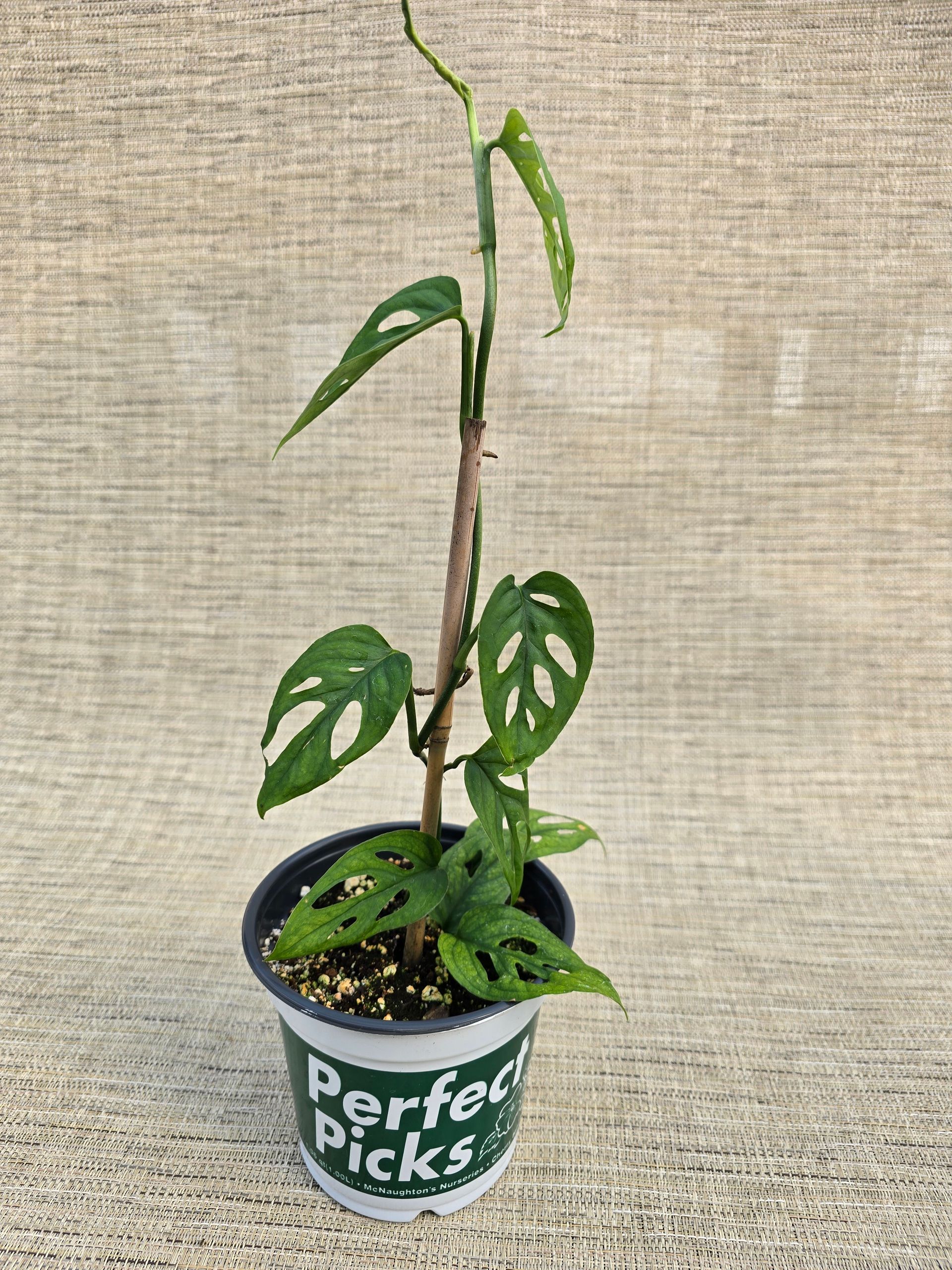 A plant in a pot that says perfect picks on it