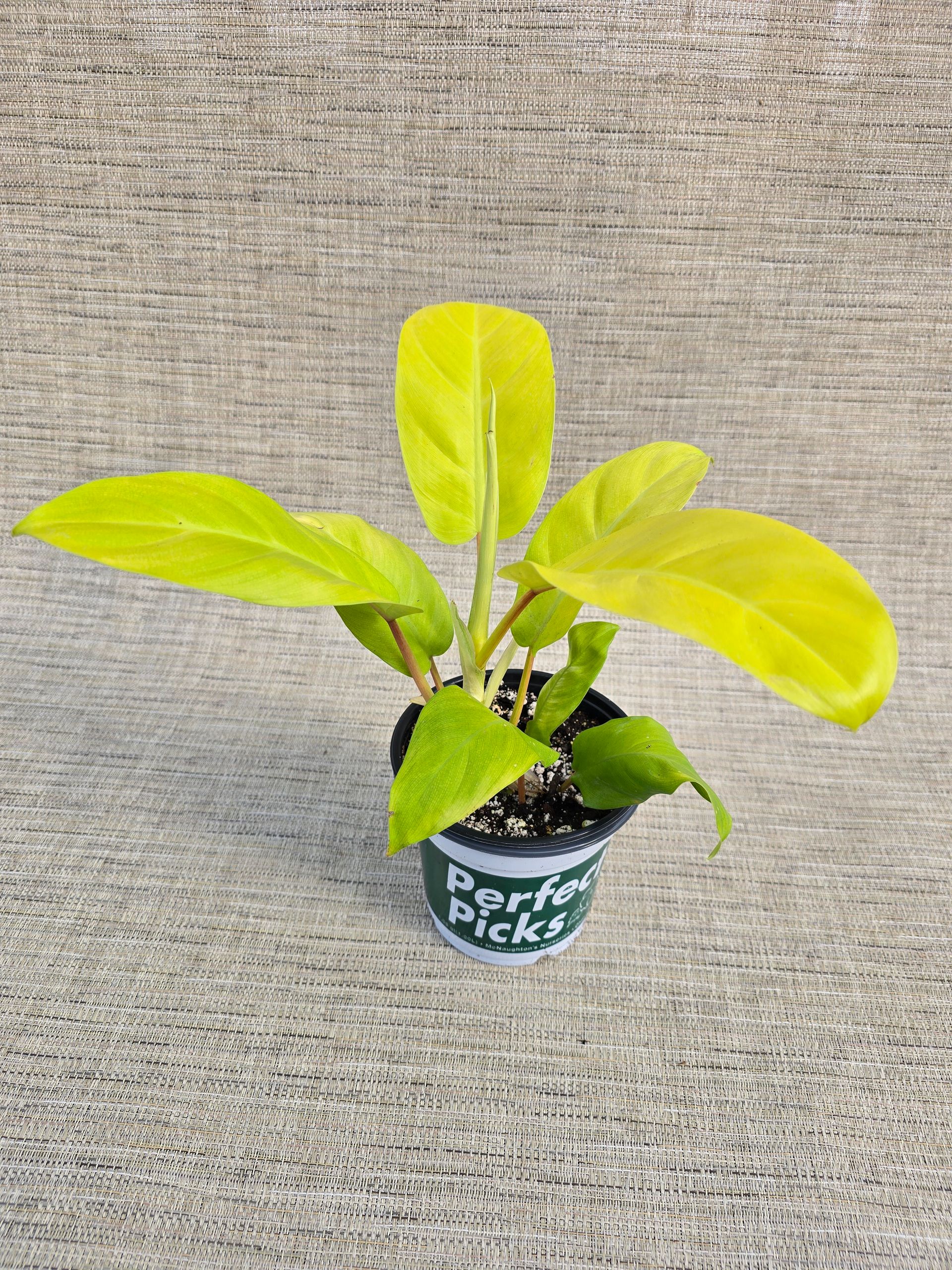 A plant in a pot that says perfect picks on it