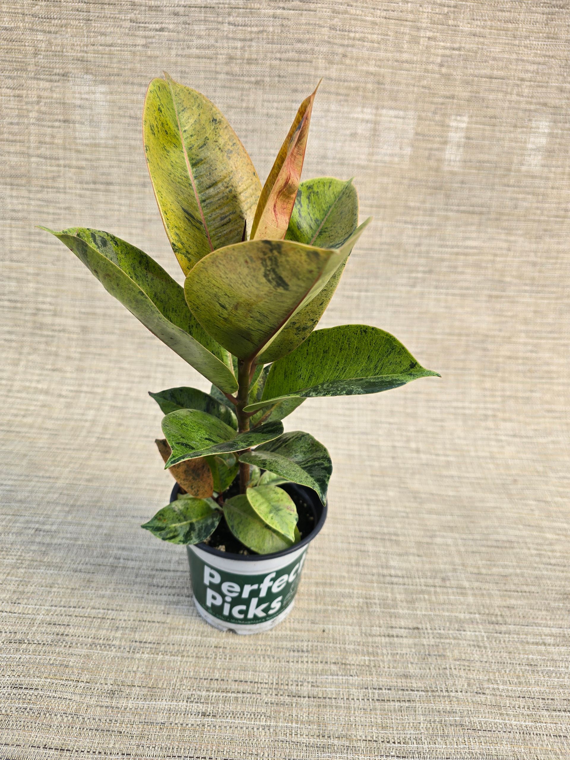 A small potted plant is sitting on a concrete surface.