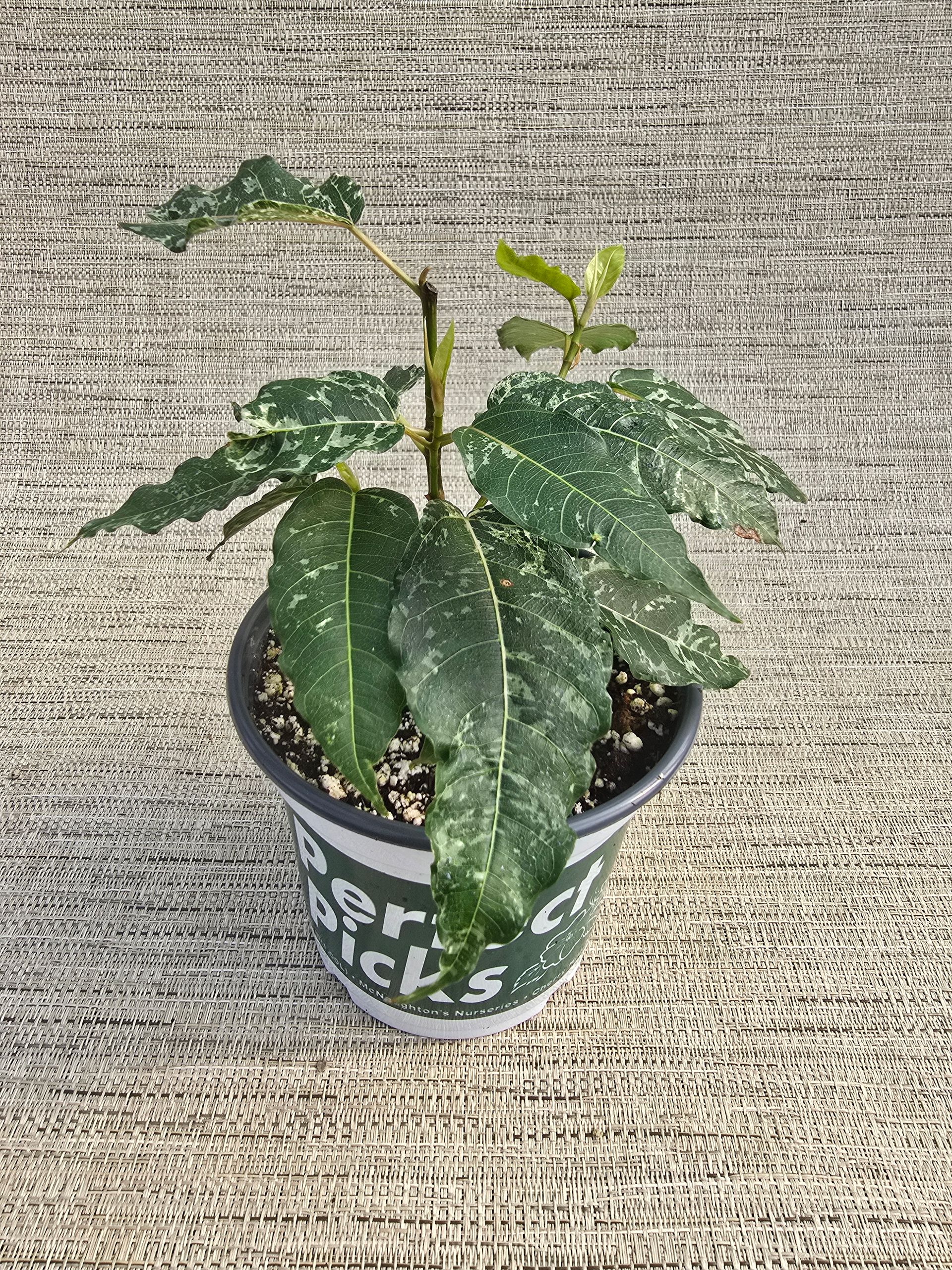A small plant in a pot is sitting on a table.