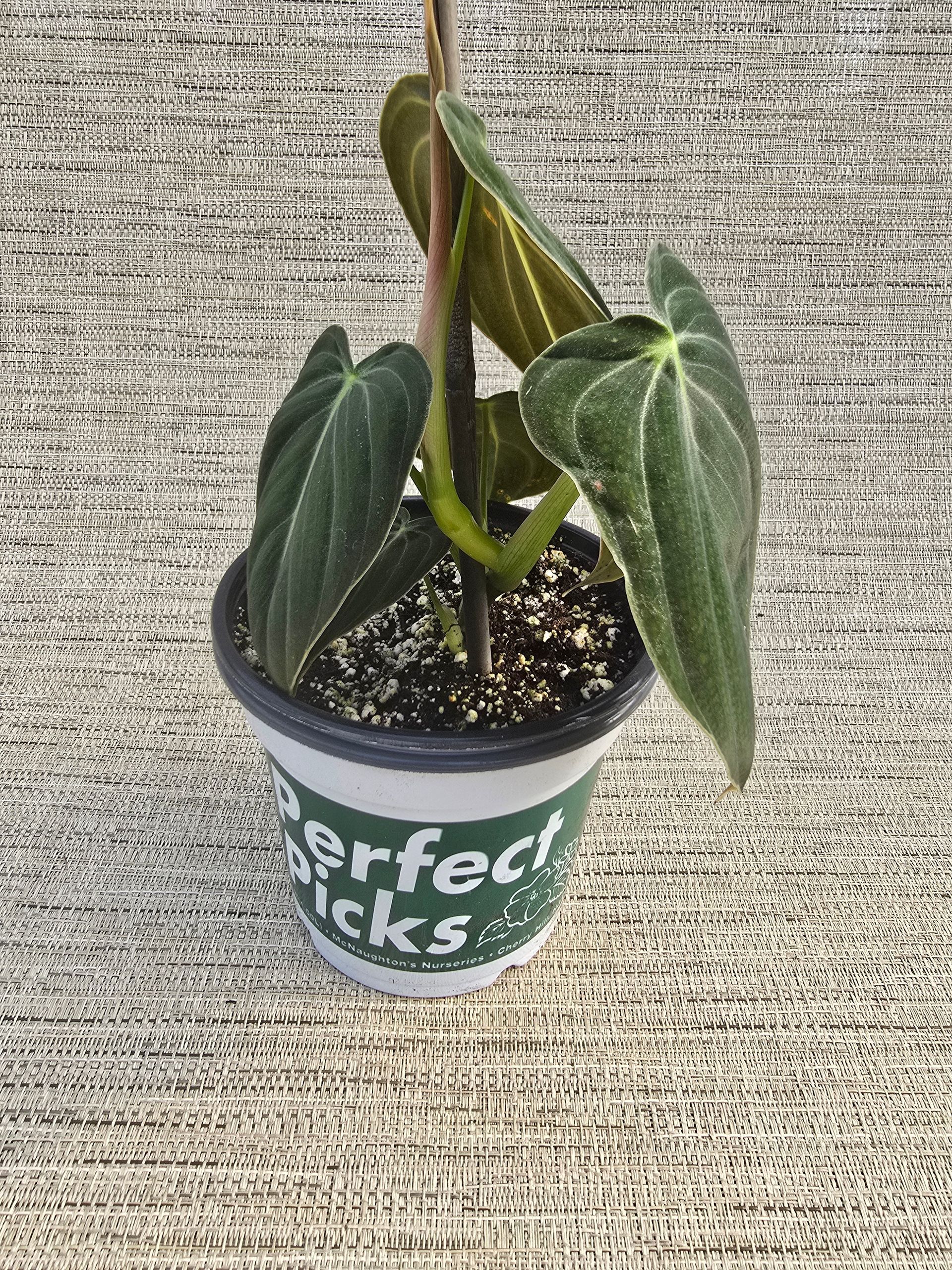 A small potted plant is sitting on a table.