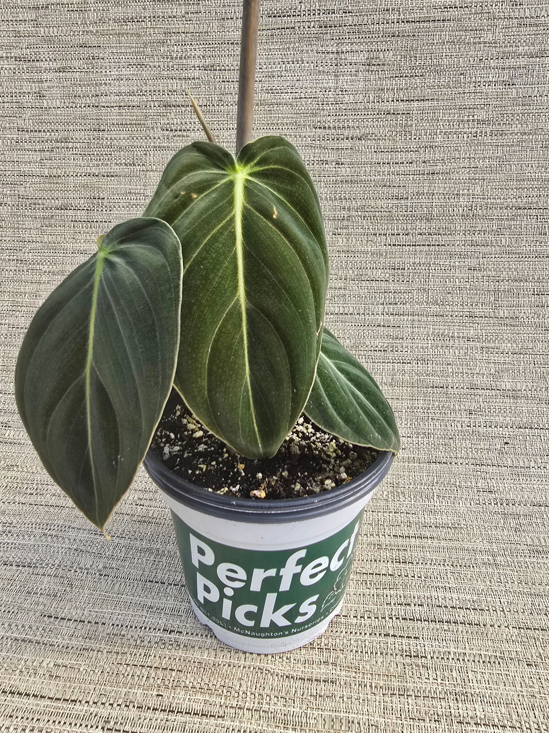 A small potted plant is sitting on a table.