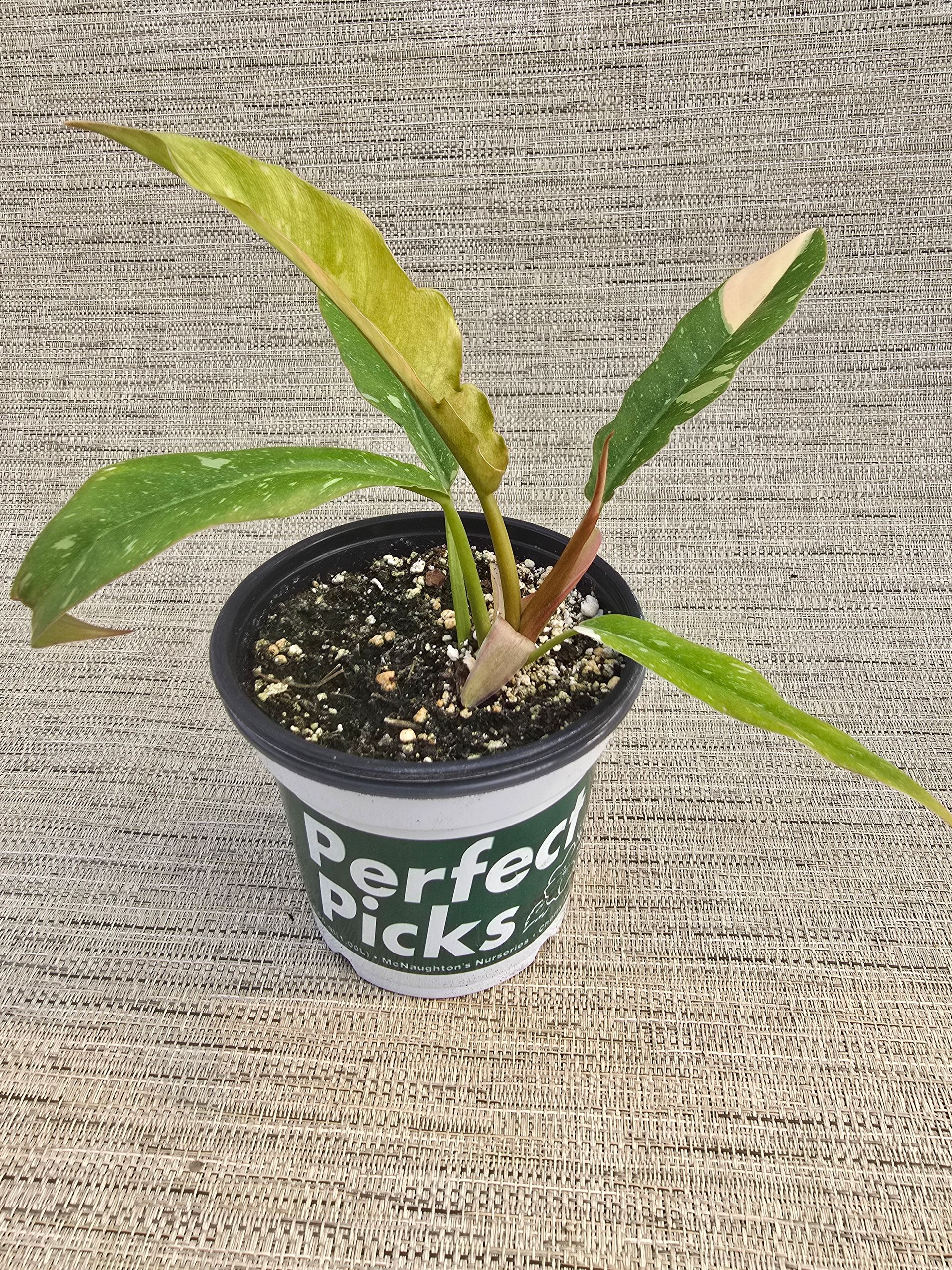 A small potted plant is sitting on a carpet.