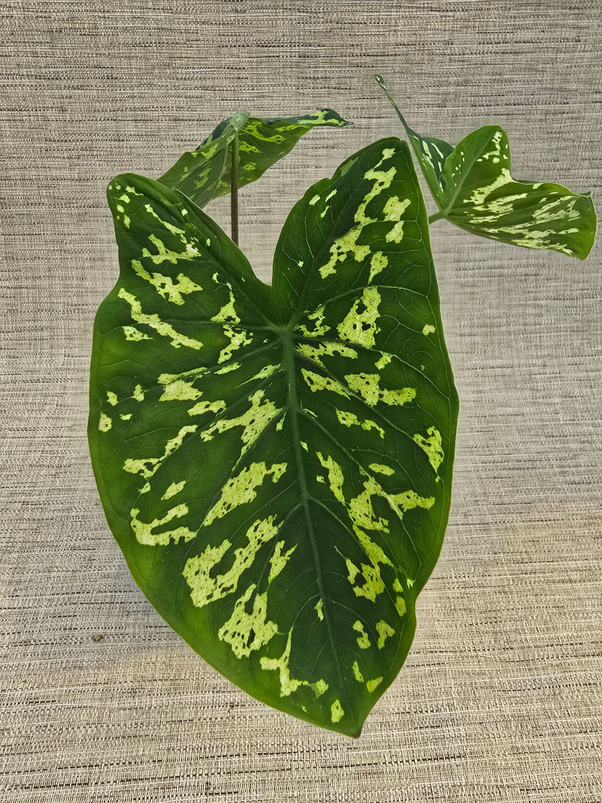 A small potted plant with green and yellow leaves is sitting on a table.