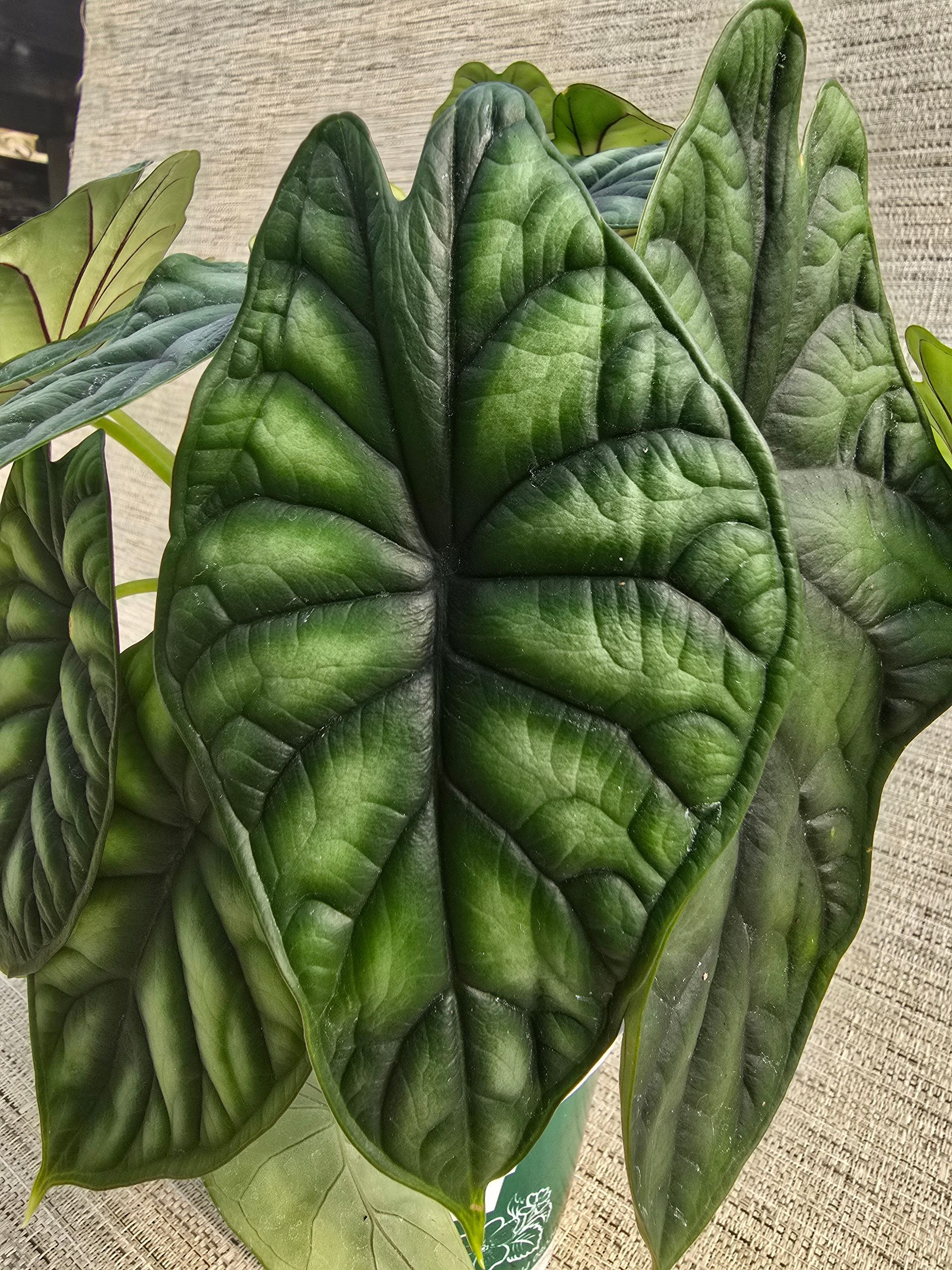 A plant in a pot that says perfect picks