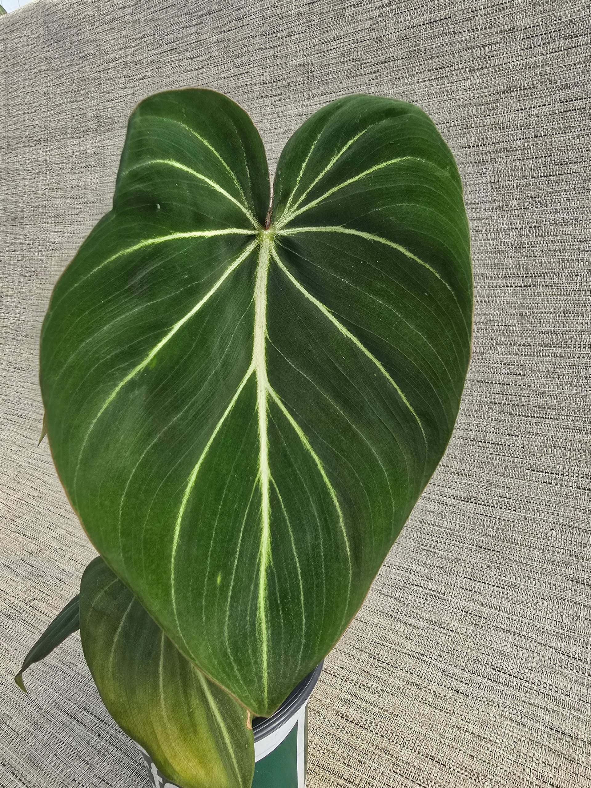 A plant in a pot that says perfect picks on it.