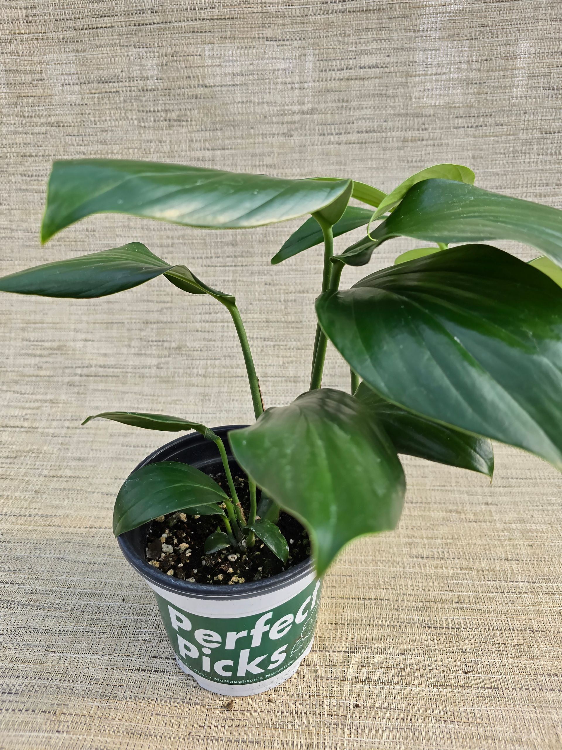 A potted plant with large green leaves is sitting on a table.