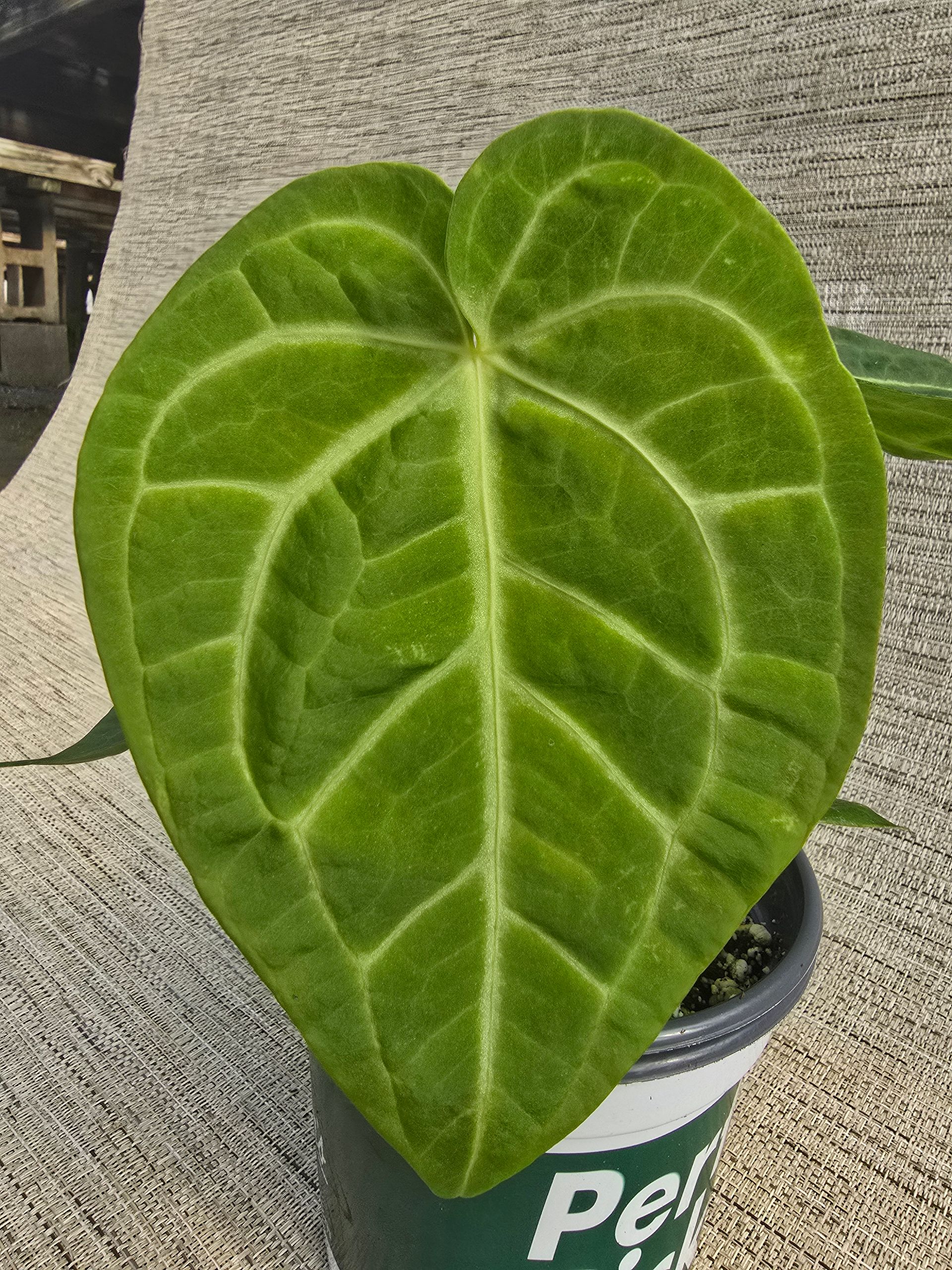 A plant in a pot that says perfect picks