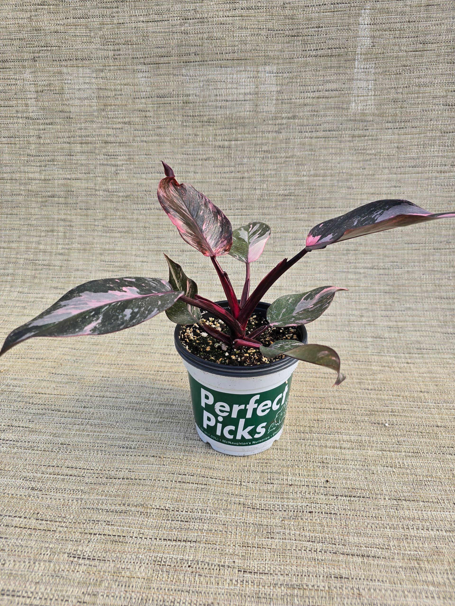 A potted plant with pink and black leaves is sitting on a concrete surface.