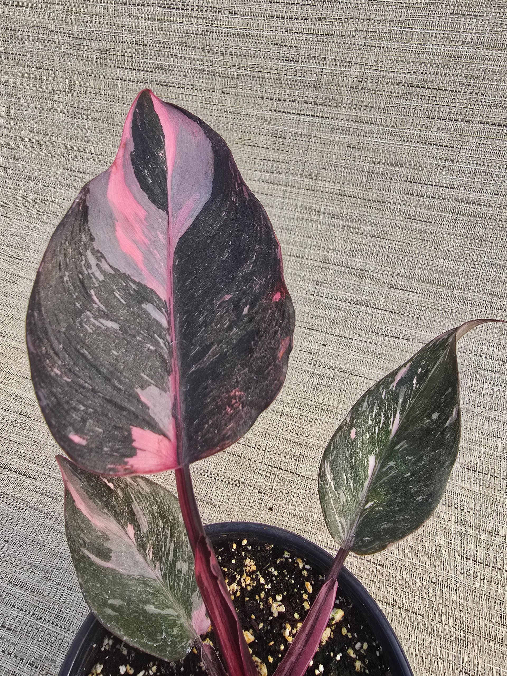 A potted plant with pink and black leaves is sitting on a concrete surface.