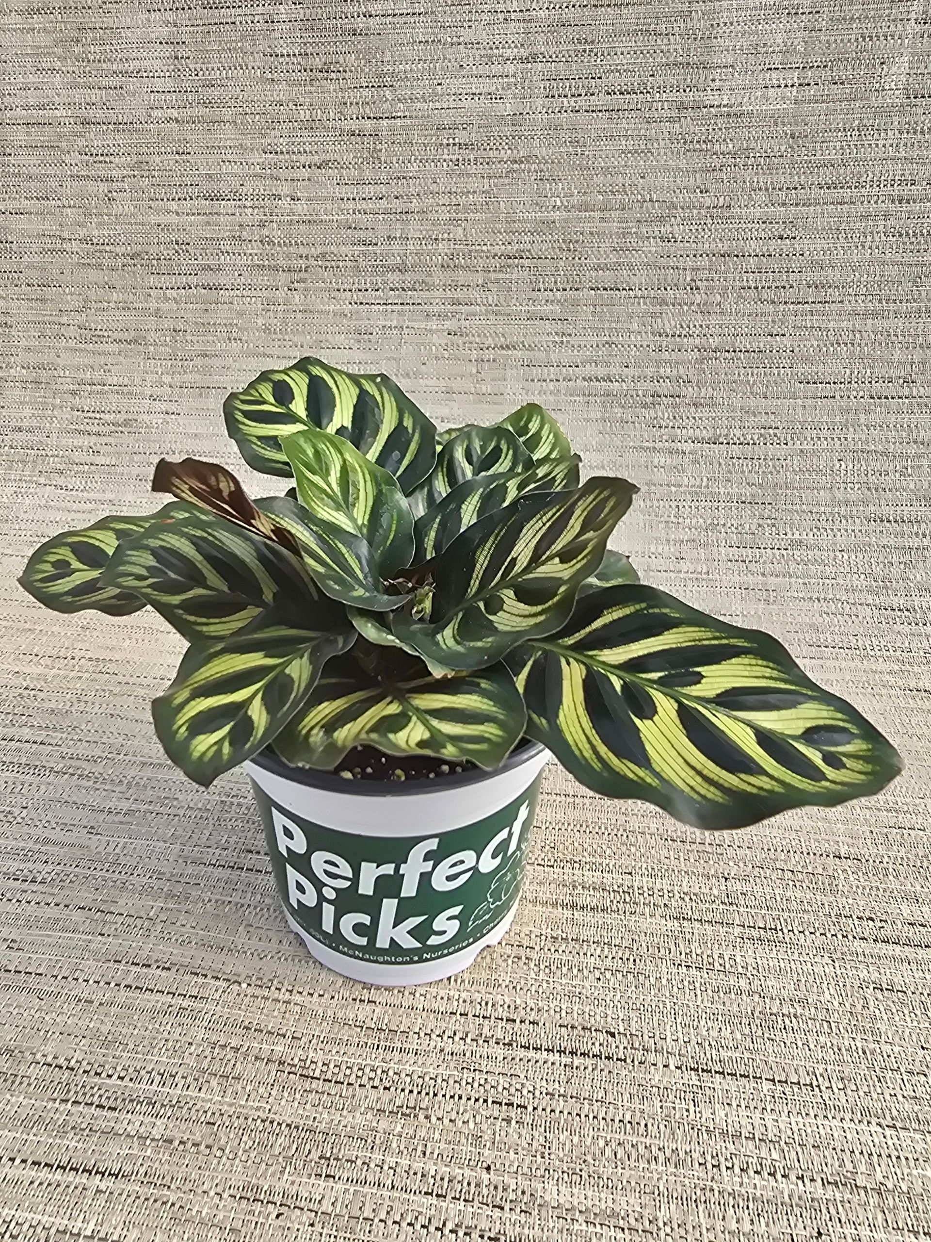 A small plant in a pot is sitting on a carpet.