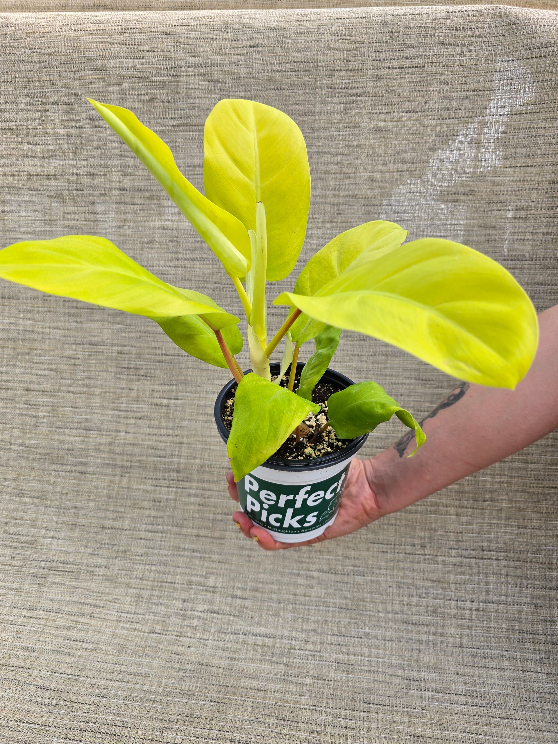 A plant in a pot that says perfect picks on it