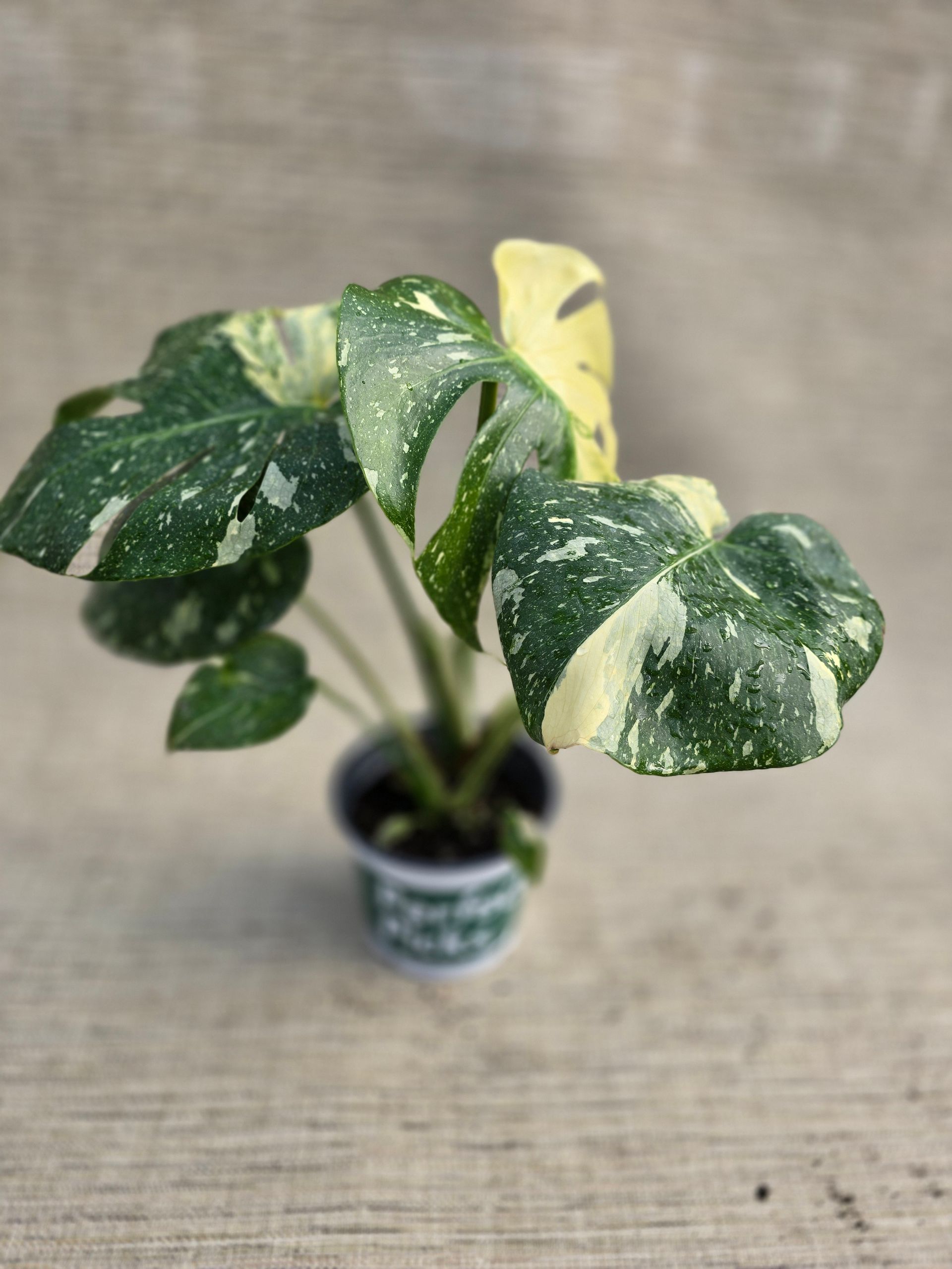 A small potted plant with green and yellow leaves