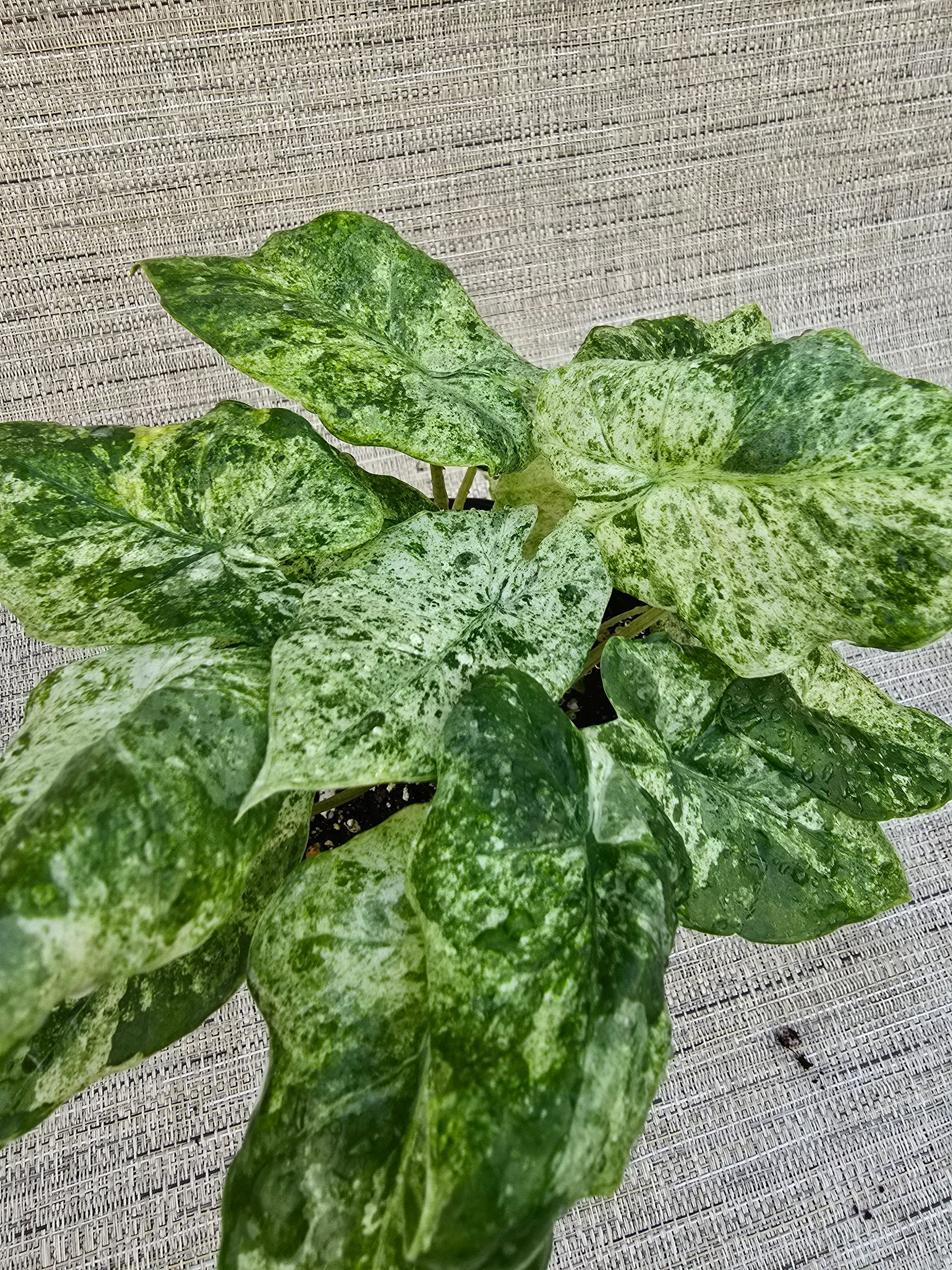 A close up of a green plant with white spots on it.