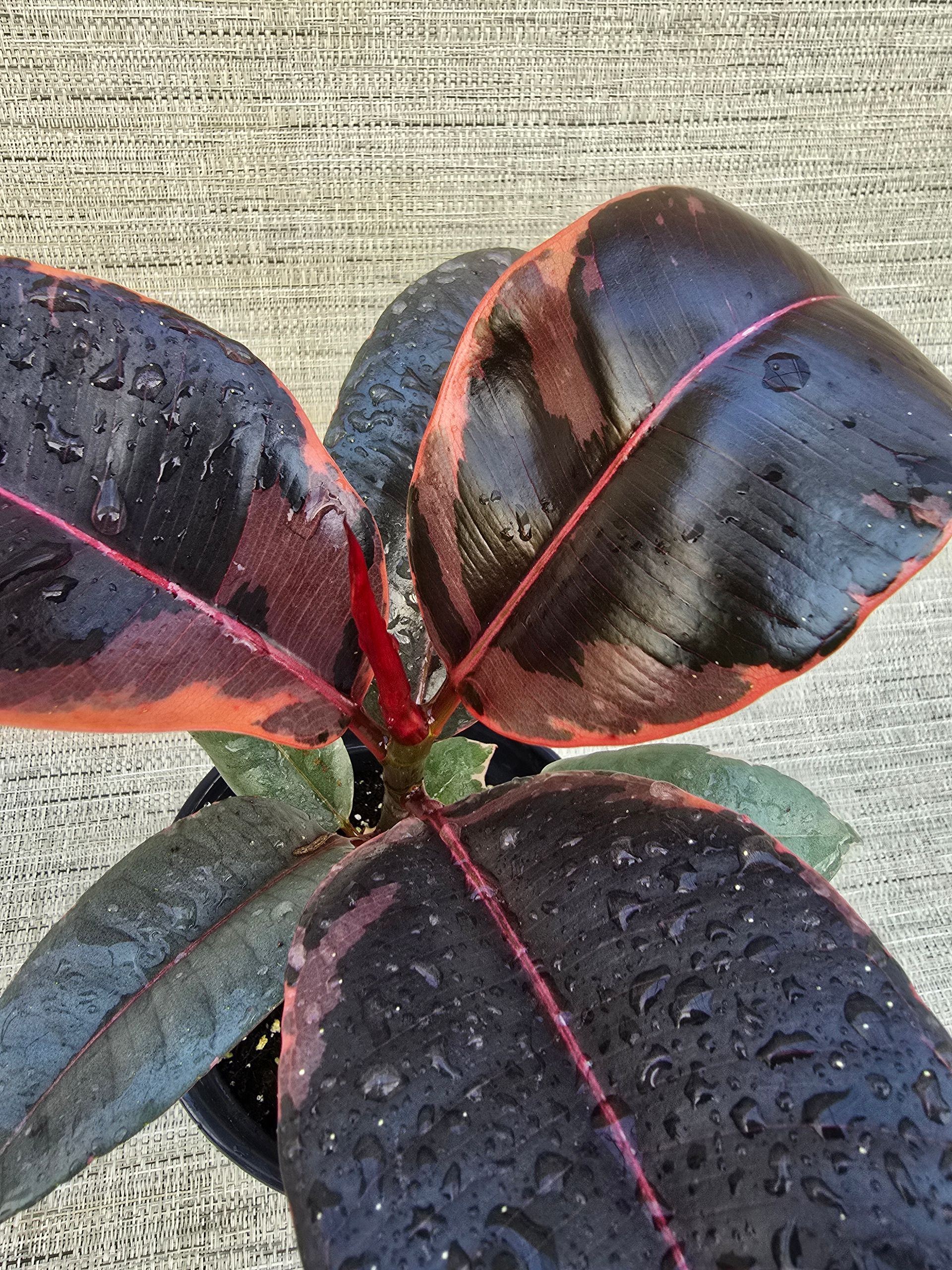 A potted plant with red and black leaves is sitting on a carpet.