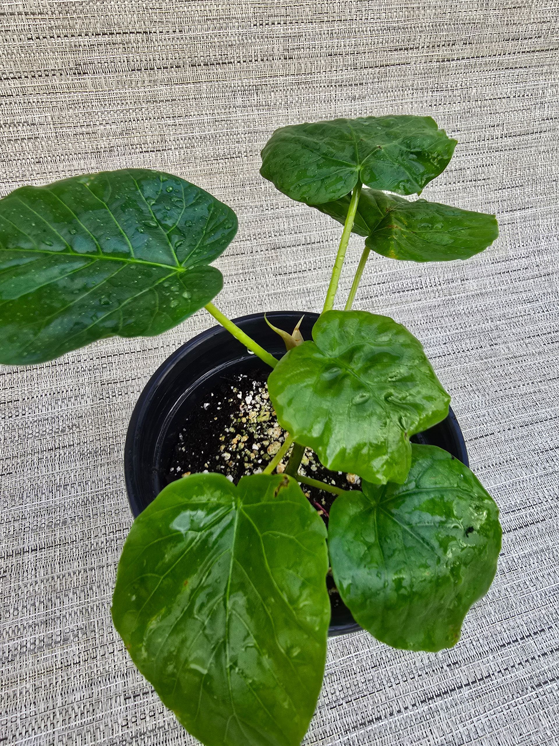 A small green plant is growing in a pot on a carpet.
