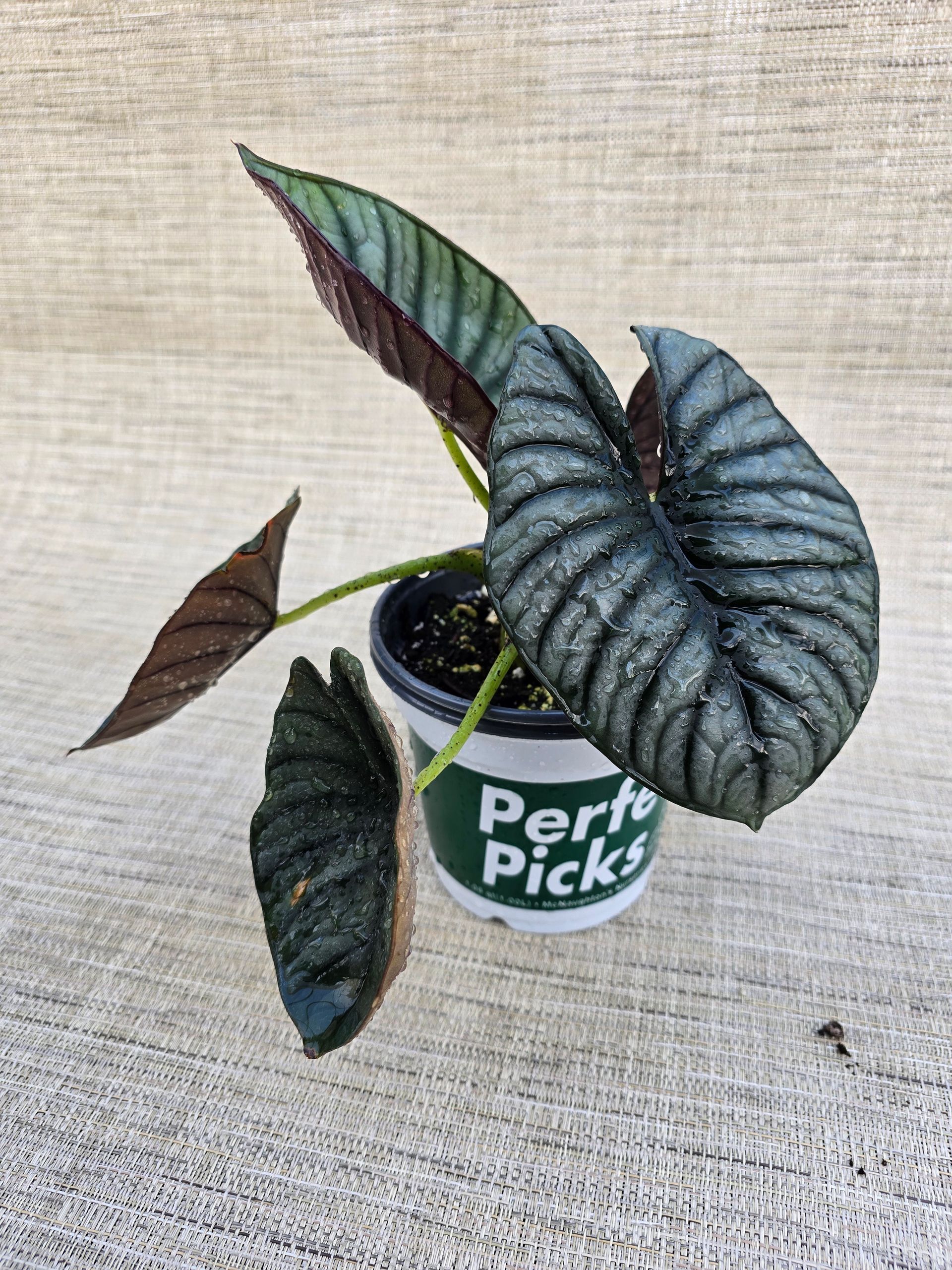 A potted plant is sitting on a wooden table.