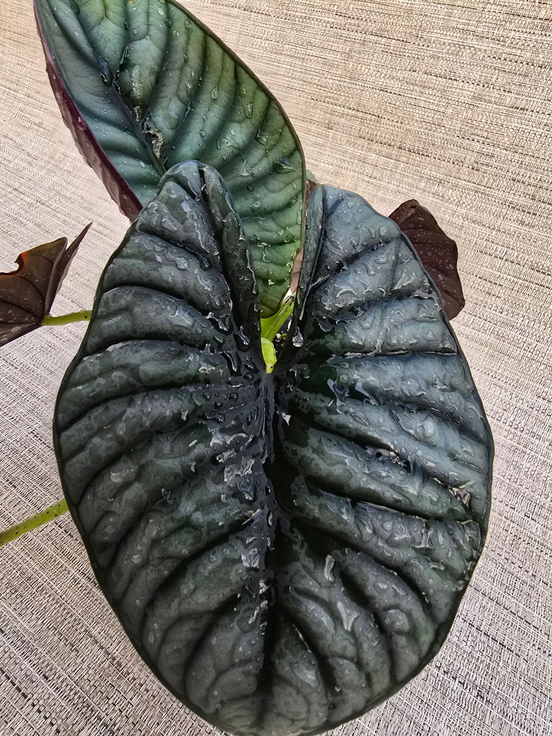 A potted plant is sitting on a wooden table.