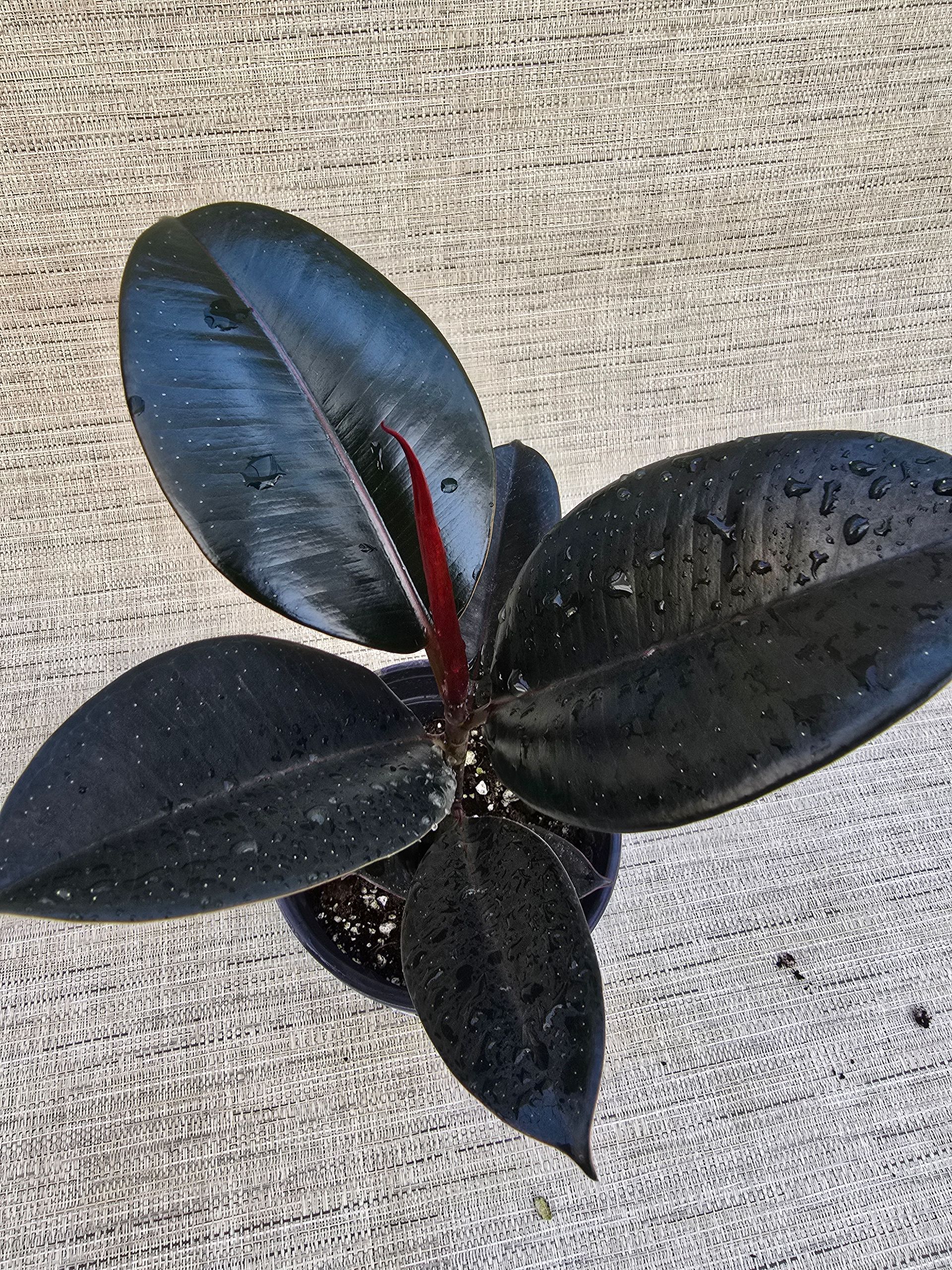 A small potted plant with a red flower is sitting on a table