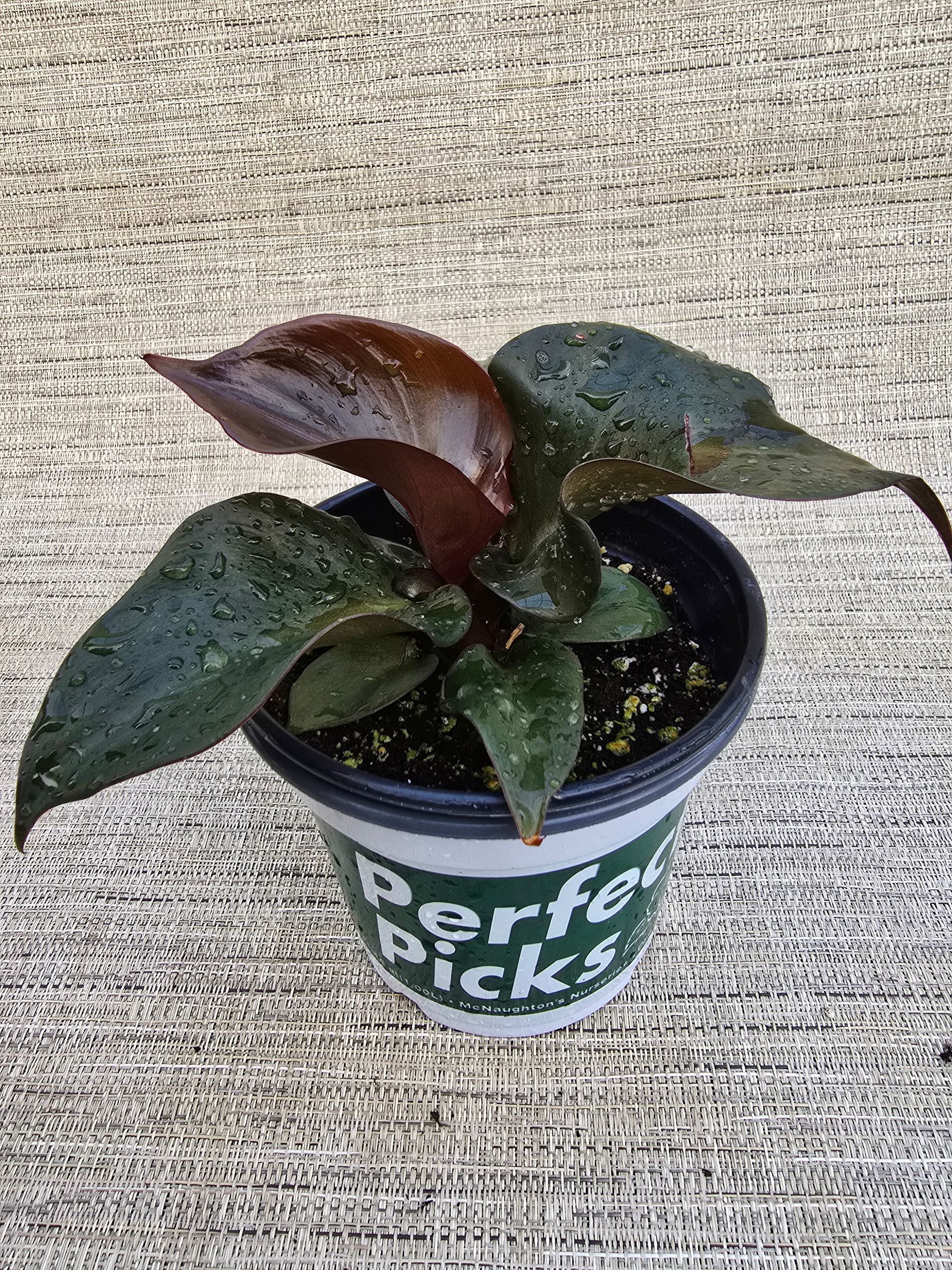 A small plant in a pot is sitting on the ground.