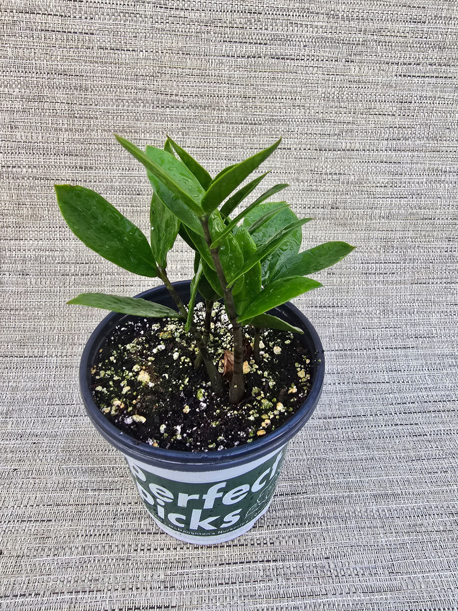 A small potted plant is sitting on a concrete surface.