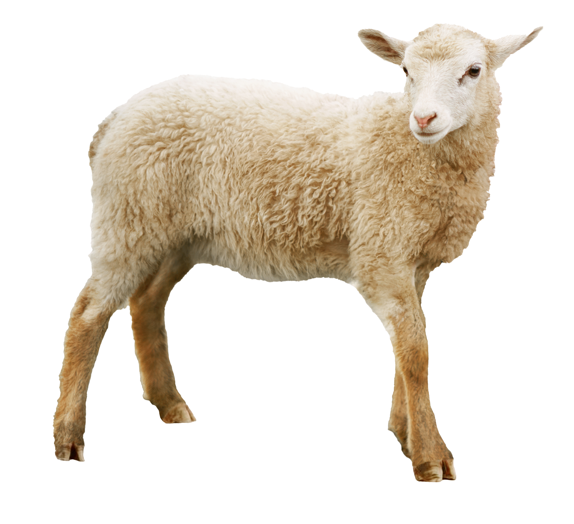 Sheep with white wool