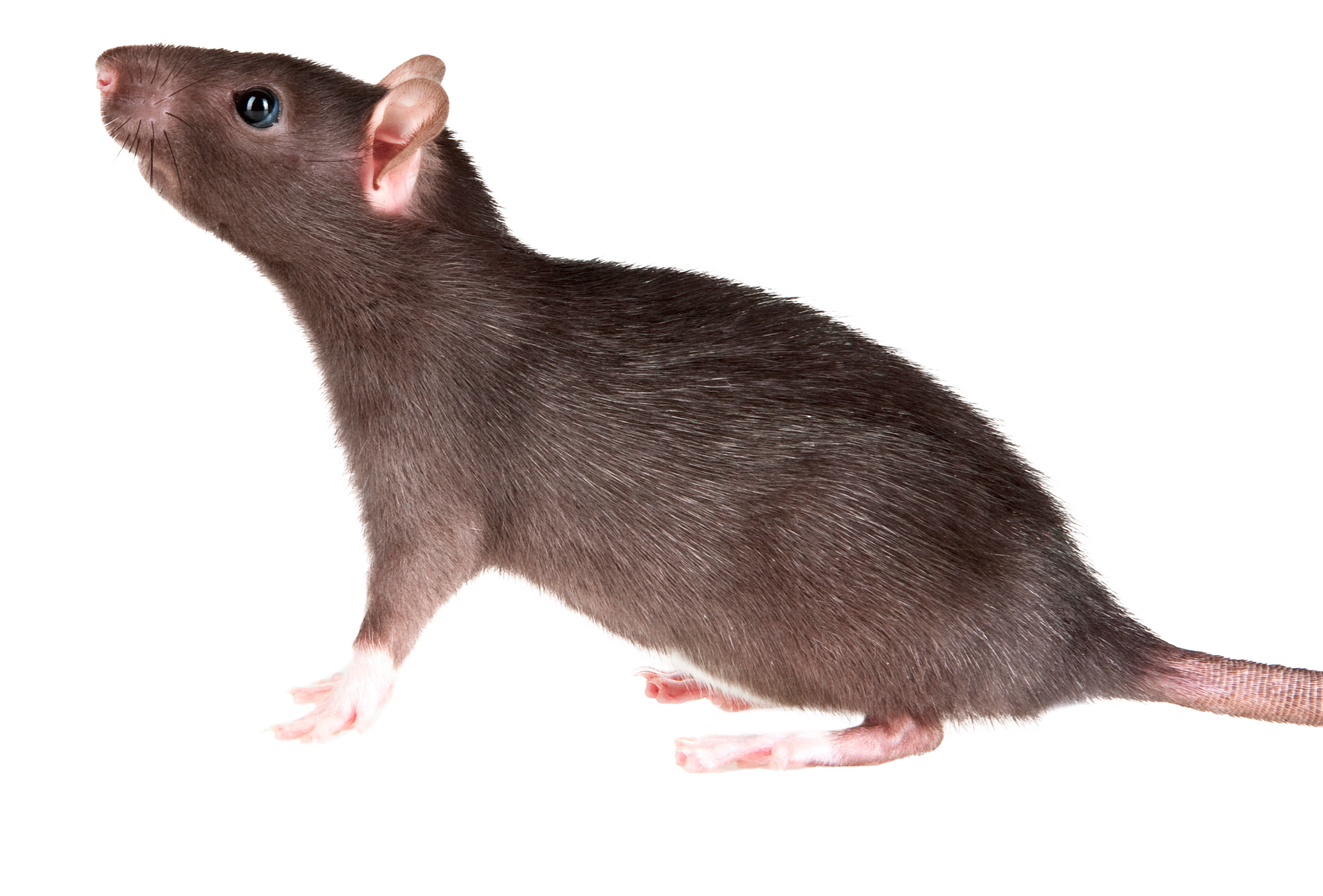 Dark brown rat, pink feet, looking upwards.