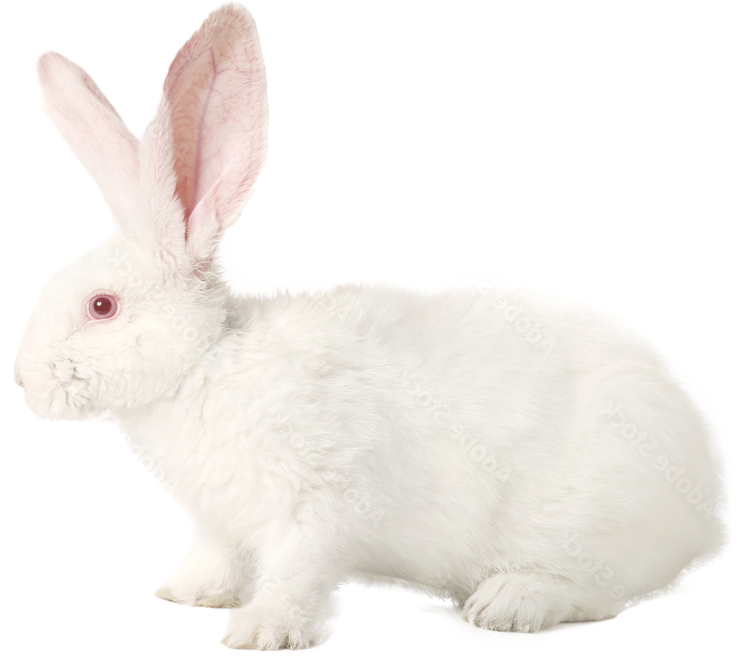 Side profile of a white rabbit.