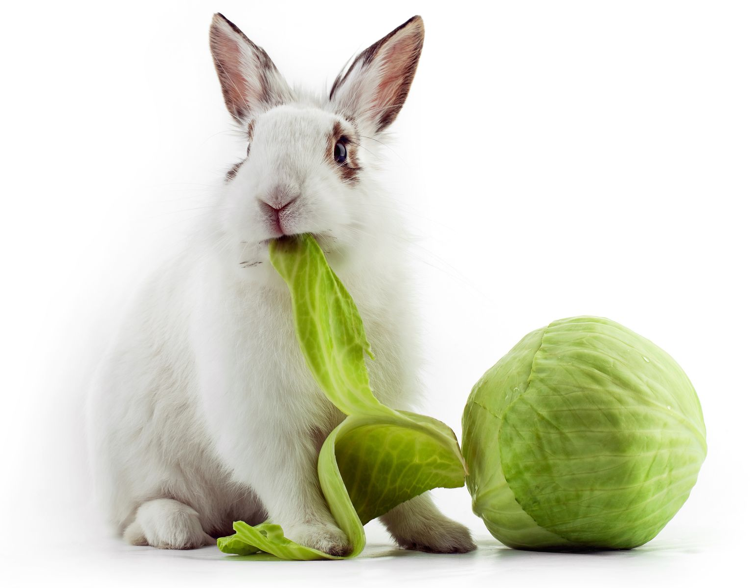 White rabbit next to two heads of lettuce eating a piece of lettuce.
