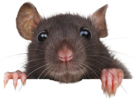 Black mouse