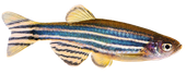 Zebrafish
