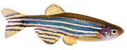 Zebrafish